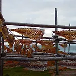 Mare
